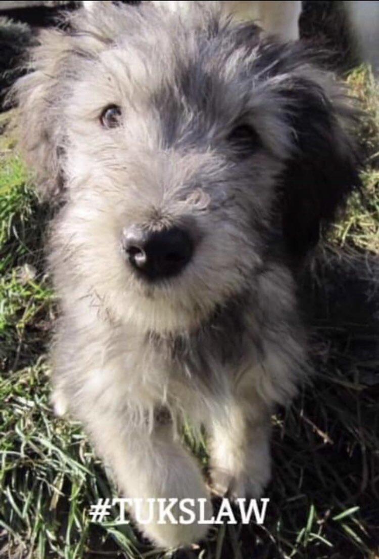 Tuks Law tweet media