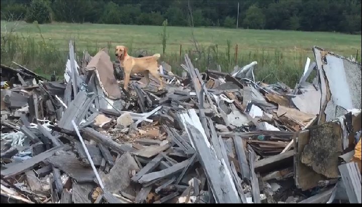 Our Superhero Spotlight this week is Berkley 🐶

Berkley is an eight month-old yellow lab who is currently in training as an HR Detection K9. 

We would like to take a moment to thank Berkley's foster, Brian Landers, for his hard work and dedication towards Berkley!