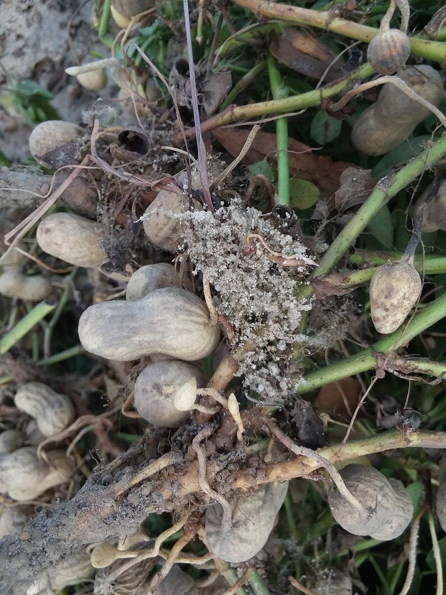 Digging the peanut nematicide trial today, hopefully we'll get it picked early next week. Yep, it really is that dry! <a href="/UFcropnematodes/">UF crop nematology</a> #jacksoncounty#peanuts#nematodes#extension