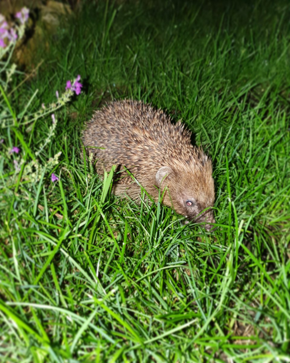 gingerkatriona's tweet photo. Just some cute hedgehogs seen in my garden this summer 🦔😍 https://t.co/yDqqAtk2OL