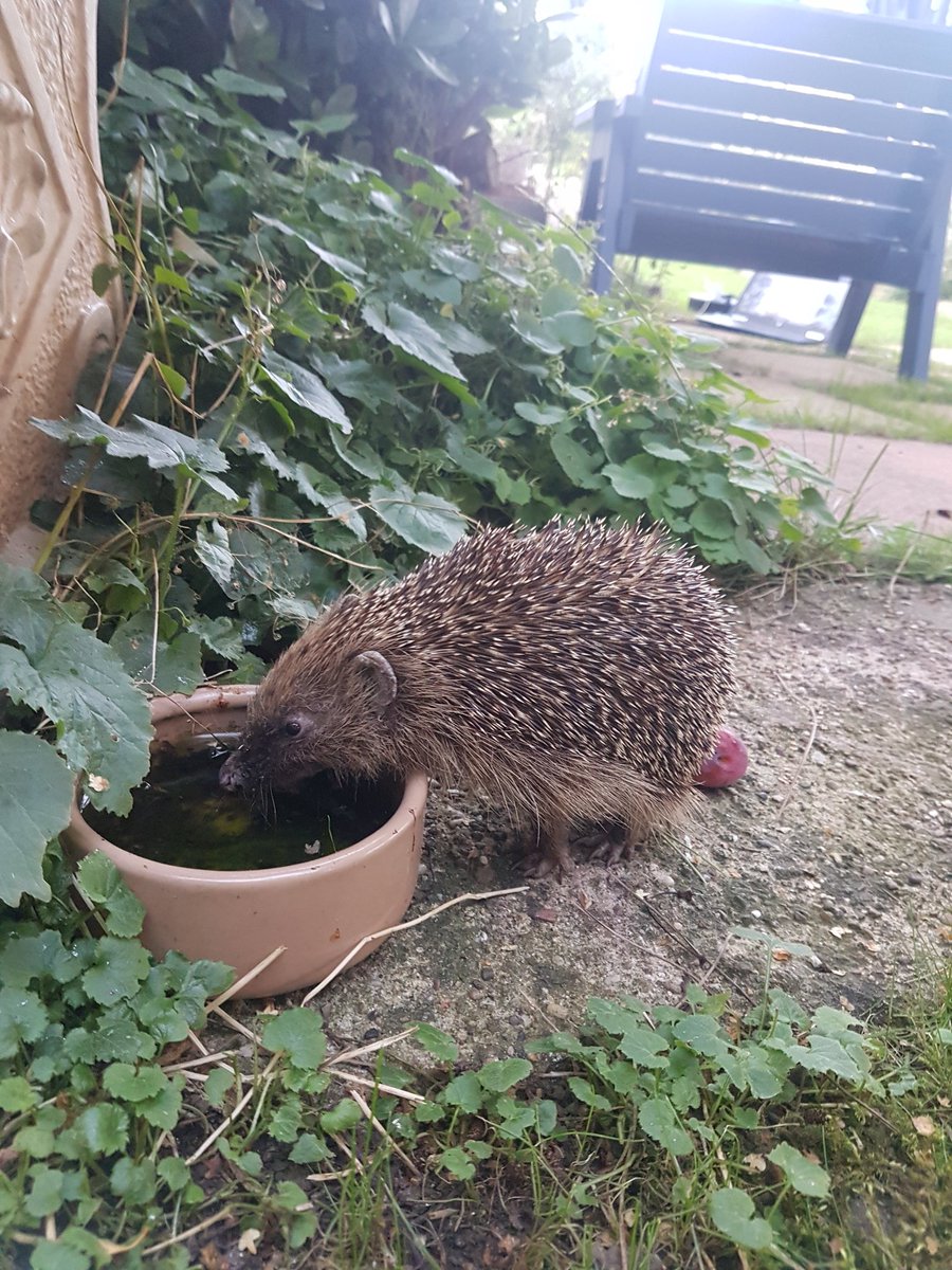 gingerkatriona's tweet photo. Just some cute hedgehogs seen in my garden this summer 🦔😍 https://t.co/yDqqAtk2OL