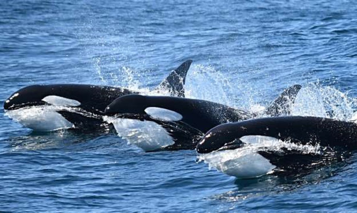"The Golden Girls" have appeared in Monterey Bay! These are Transient Orcas CA26, CA36, and CA180 who were believed to be post-menopausal females when they were first photo-cataloged in the 1990s, meaning their current ages are likely somewhere between their late 50s to early 70s