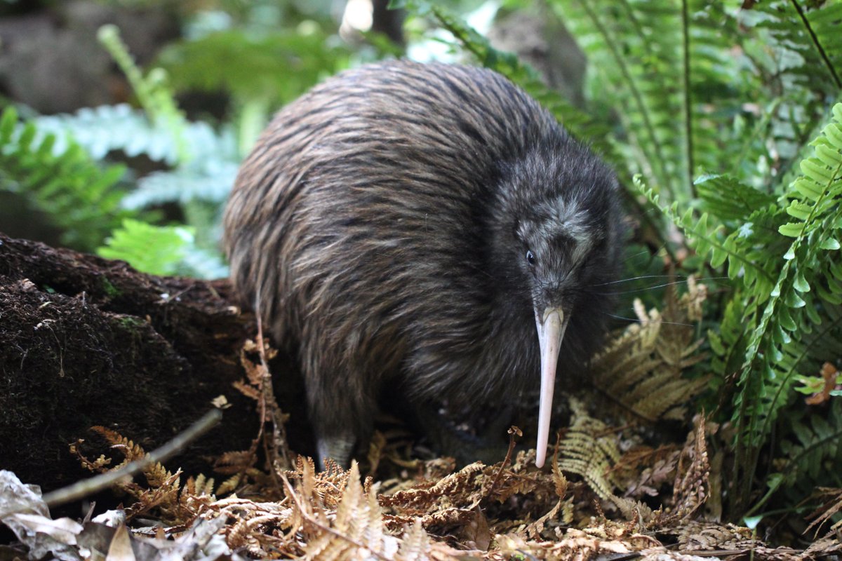 Save the Kiwi tweet media