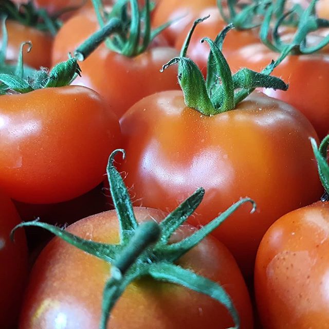 MaynoothOrganic's tweet photo. OPEN Saturday &amp; Sunday 12pm to 4pm for Tomatoes, Tomatoes and MORE Tomatoes !!
.
.
.
@teghan9559 is running the show this weekend and next while I 🏏 in #KL ...
.
.
.
#marketgarden #tomatoesgalore and a few things more... https://t.co/YxtycL447e