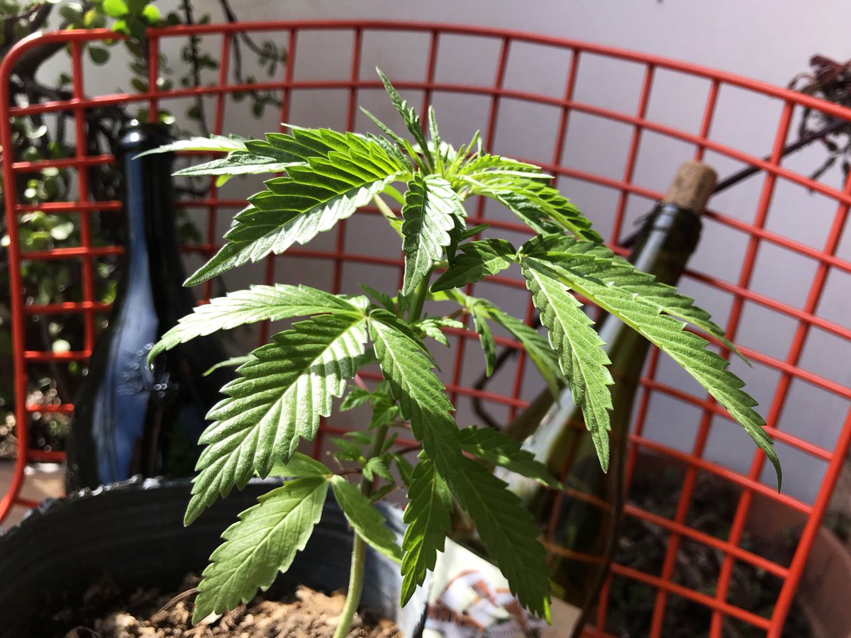 JavierHasse's tweet photo. The Week In #Cannabis is live on @Benzinga: https://t.co/0JrDXpd7ph
#BigPharma Makes Moves
@Diddy &amp; @markWahlberg Go After #CBD
@MedicineManTech Continues M&amp;A Spree
@vinzaninc 🇨🇴
$ACB Earnings
@Romarley on NJ Expungement
DEA ⬆️ Quotas
@Canndescent $
$GNLN
@HelixTCS
@liftandco 💻 https://t.co/7DGIbCCzgT