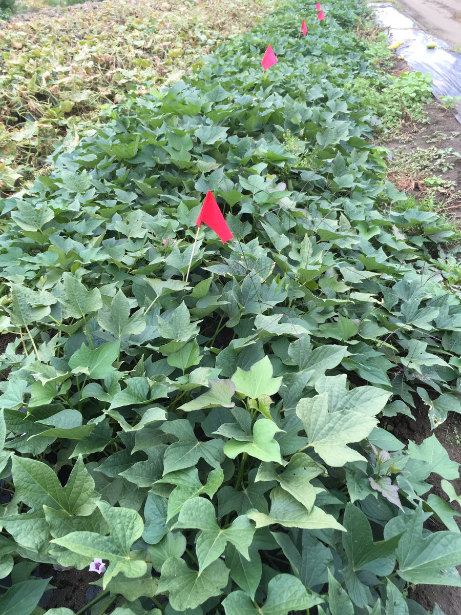 Sweet potato field trials, as part of our #innovativecropsinswbc project <a href="/goUFV/">U of Fraser Valley</a> supported by <a href="/REFBC/">Real Estate Foundation of BC</a> !