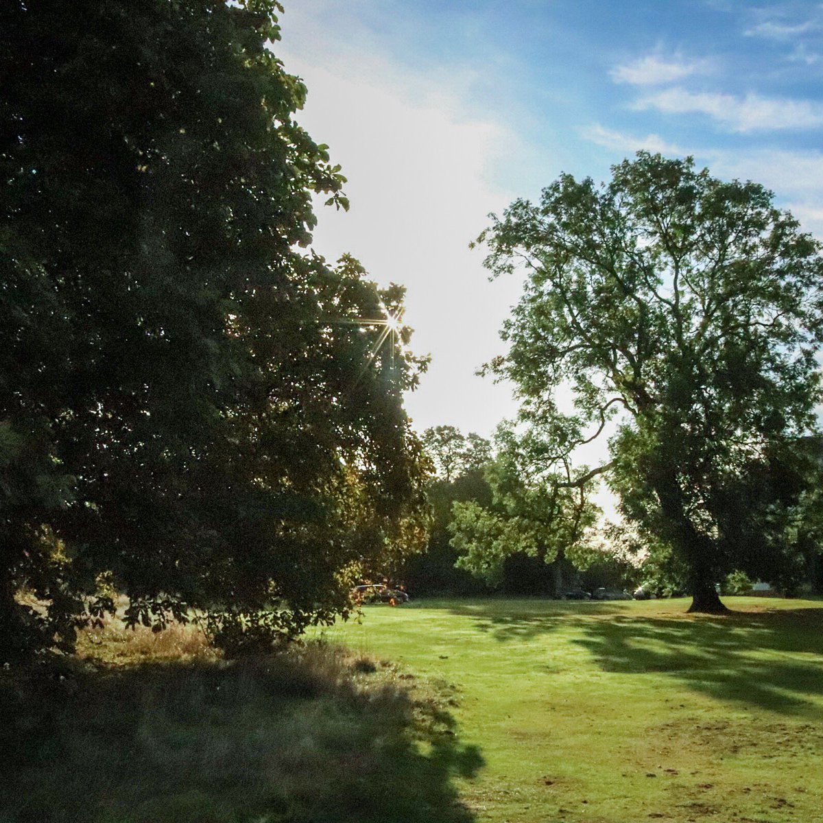 Spacefrog29's tweet photo. Page 256 of 365, when you get to work in golden hour #woodland #nature #trees #woods #photography #lovelytree #landscapephotography #wildlife #leaves #wood #naturephotography #landscape #outdoors #goldenhour #naturewalks #colour #gorgeoustree #escape https://t.co/aDoLOwFbYx