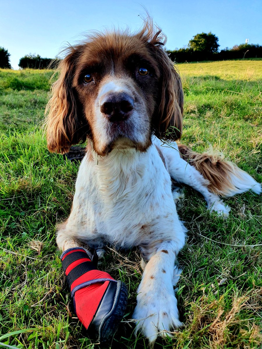 Harry has eaten & is much brighter. We took him onto the field & he has sun puddled there for a bit watching Jake & Maggie sniff. vets on Monday to check his tumour. He is on pain meds to keep him comfy. love Heather, Carol & Harry Xxx #liveyourlife #thedogintheredboot