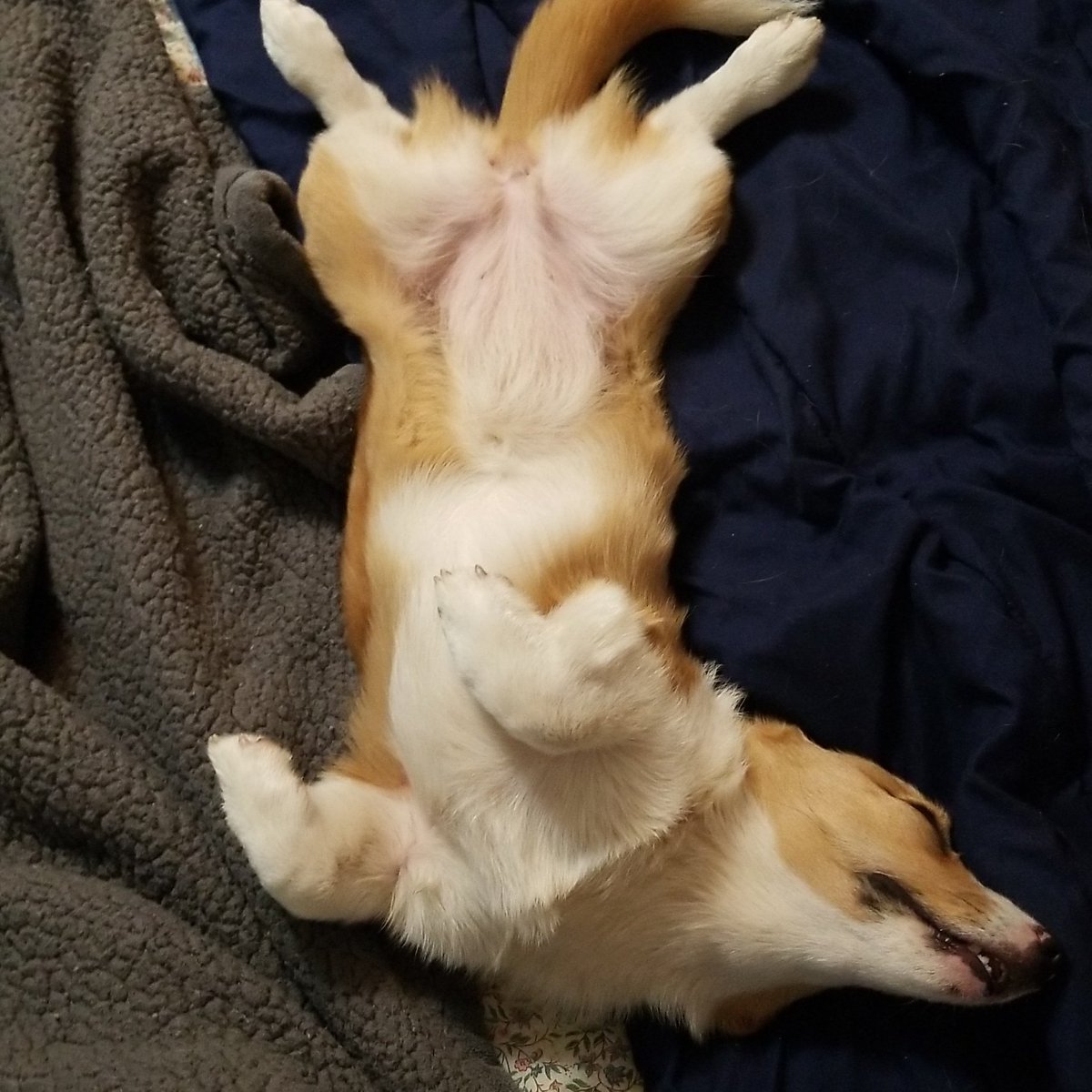 1RoyalRidge's tweet photo. Just getting some zzzzz's....#corgi, #corgiinstagram, #cutecorgi, #corgipuppy, #corgibutt, #corgisofinstagram, #corgisofinsta, #pembrokewelshcorgi, #corgilove, #corgiobsessed, #corgiears, #puppies, #cutedogs, #dogsofinstagram, #instapuppies, #corgifeed, #corgipaws, #cutecorgi https://t.co/X29Fm7TIRX