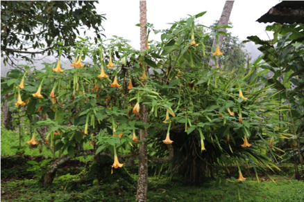 Sao Tome Botanical Gardens whalenationblog.wordpress.com/2019/09/13/sao…