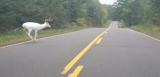 Ogema Wisconsin yesterday very cool sighting ☺