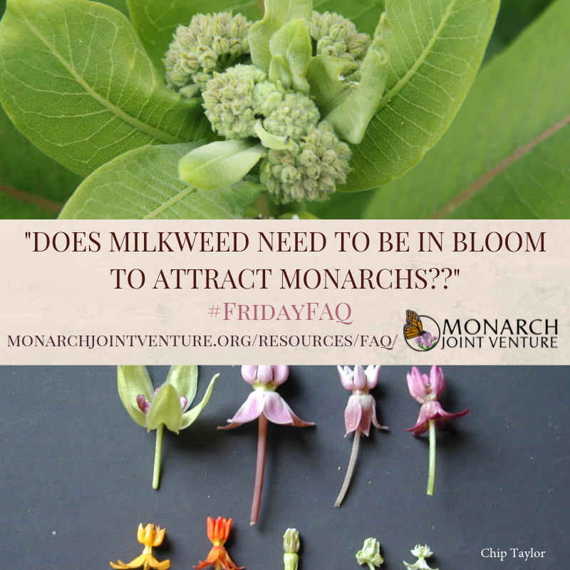 MonarchsJV's tweet photo. Happy #FridayFAQ!!! Go to https://t.co/fvNTQzVo4p to learn if your milkweed needs to bloom before it can be used by monarchs.
Photo by Chip Taylor
#milkweed #flowers #plantingnative #monarchs https://t.co/cOZeJCwePq