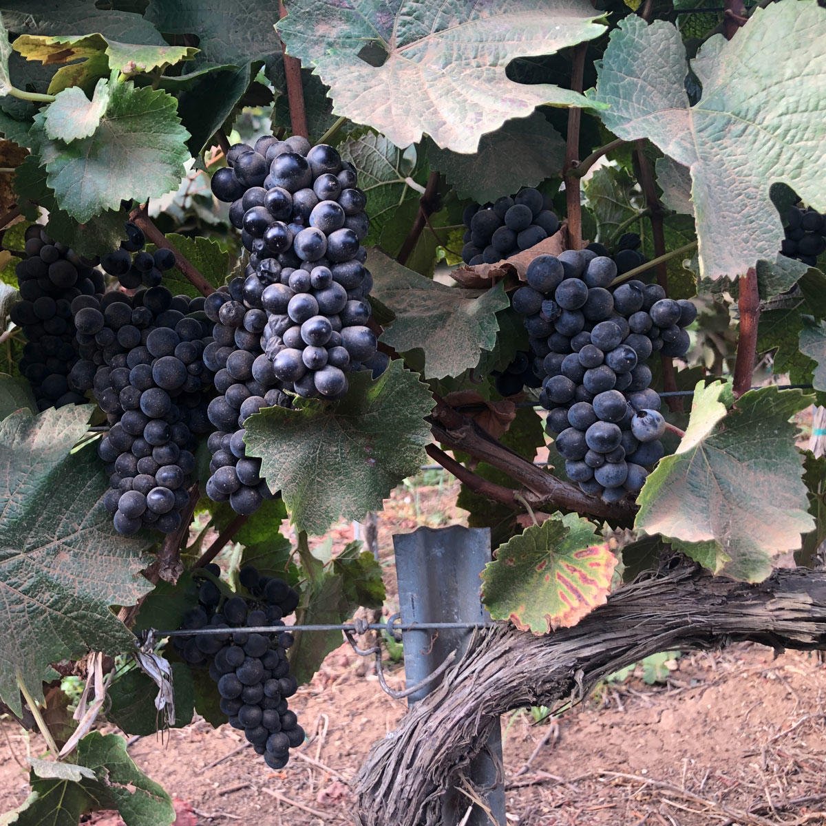 Harvest is coming for Carmel Road Winery! Winemaker Kris Kato captured these ripening Pinot Noir clusters in the Panorama Vineyard this week. With warm weather in the forecast, Kris expects to start picking Carmel Road Pinot any day now. #harvest2019 #harvestiscoming #pinotnoir