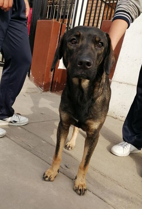 Barranco_Muni's tweet photo. Perrita encontrada caminando en #Barranco, vecinos apoyaron con alimento, ropa y una correa. Pasó la noche en una casa, pero se necesita ayuda para encontrar a su familia. Si la conoces o sabes de alguien que lo haga, llama: 980 964 205 Renzo Vargas.

#Twittea para llegar a todos https://t.co/0Jn5lwxRgn