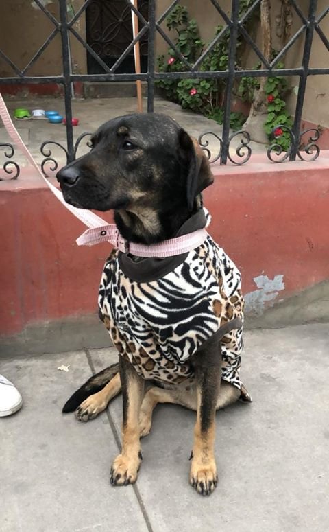 Barranco_Muni's tweet photo. Perrita encontrada caminando en #Barranco, vecinos apoyaron con alimento, ropa y una correa. Pasó la noche en una casa, pero se necesita ayuda para encontrar a su familia. Si la conoces o sabes de alguien que lo haga, llama: 980 964 205 Renzo Vargas.

#Twittea para llegar a todos https://t.co/0Jn5lwxRgn