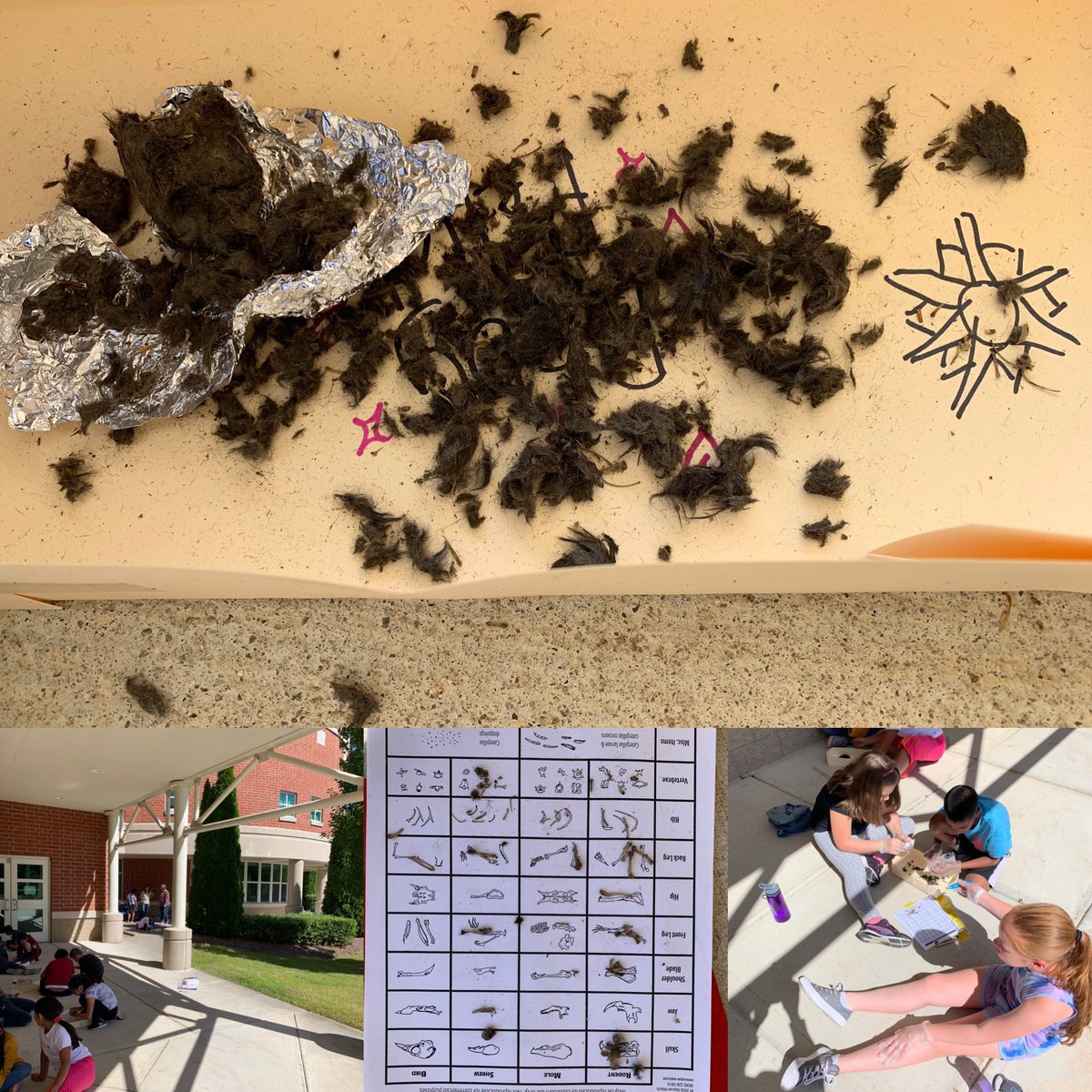 Owl Pellets in Mrs. Parker’s 5th grade. Science in action at JAC! <a href="/JACSchool1/">Crisafulli School</a> #RobifulliRocks