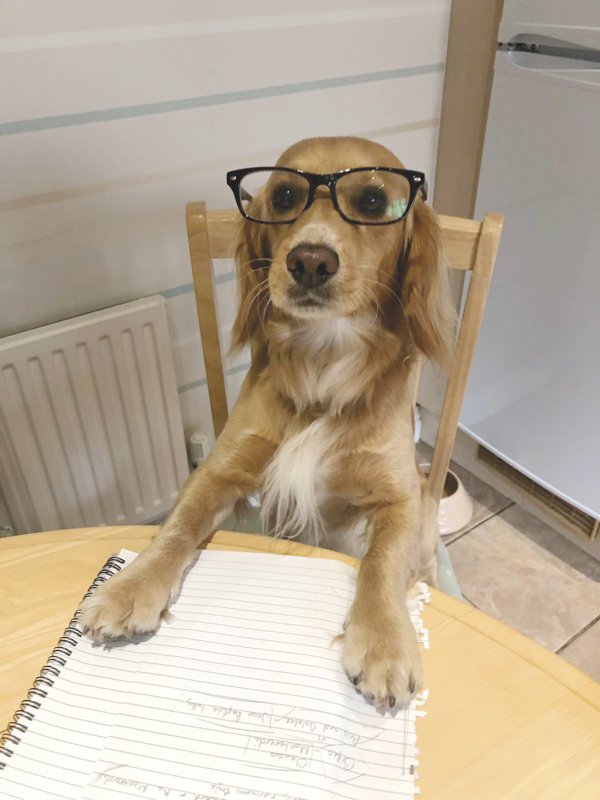 All about pet insurance | While all of us would wish that our pet always has a happy, healthy life – pet insurance can be a valuable thing to have in the event something goes wrong! ow.ly/1KrP30pvzy3