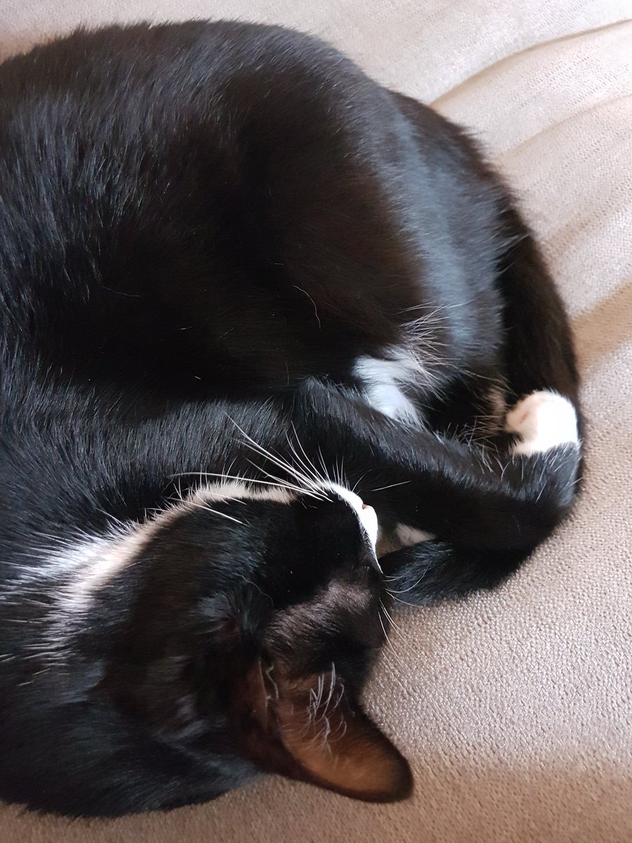 ScottishHaught's tweet photo. Me wee kitkit 😍 #IslaKitten https://t.co/JuzkuoenPf