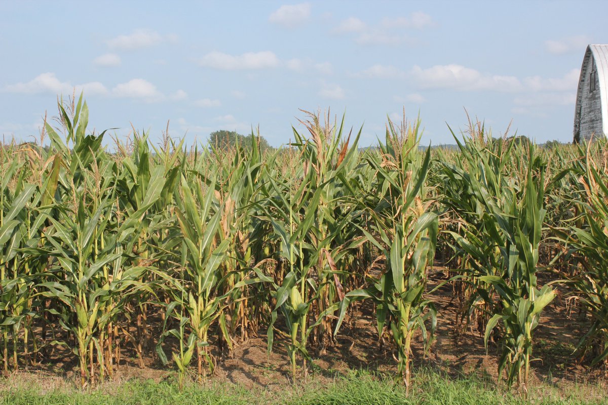 Bruce MacKellar tweet media