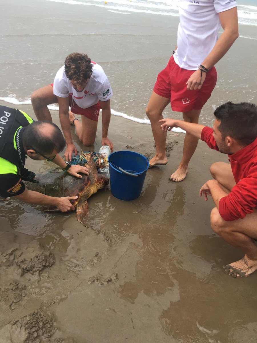 policialocalvlc's tweet photo. Acabamos de rescatar junto a @CruzRojaVLC a una tortuga en la playa de la Malvarrosa 🐢 Estaba llena de plásticos y residuos 😢 La trasladamos al @Oceanografic_vl https://t.co/Efw9rU2o6z