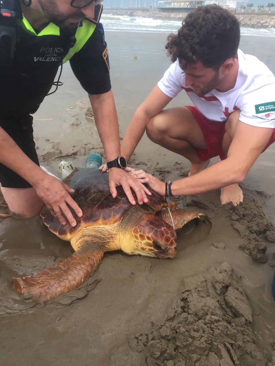 policialocalvlc's tweet photo. Acabamos de rescatar junto a @CruzRojaVLC a una tortuga en la playa de la Malvarrosa 🐢 Estaba llena de plásticos y residuos 😢 La trasladamos al @Oceanografic_vl https://t.co/Efw9rU2o6z