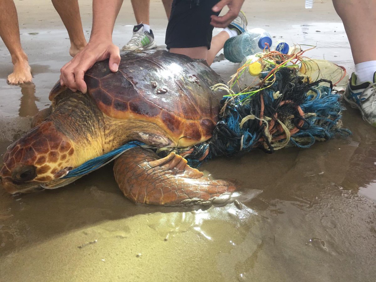 policialocalvlc's tweet photo. Acabamos de rescatar junto a @CruzRojaVLC a una tortuga en la playa de la Malvarrosa 🐢 Estaba llena de plásticos y residuos 😢 La trasladamos al @Oceanografic_vl https://t.co/Efw9rU2o6z
