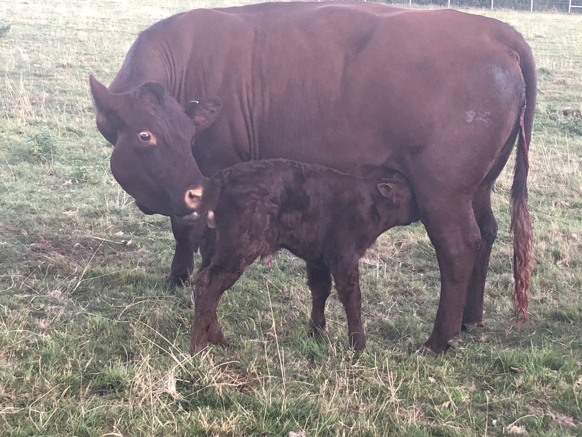 FarmersOfTheUK's tweet image. The majority of the herd are #september #calving so that when the cows are housed calves are with them. For most of the calves this is only time they are housed until they either calve themselves or are sold fat in #BeefBoxes sold direct. #grassfed #lowinput @Ewesful_Acres