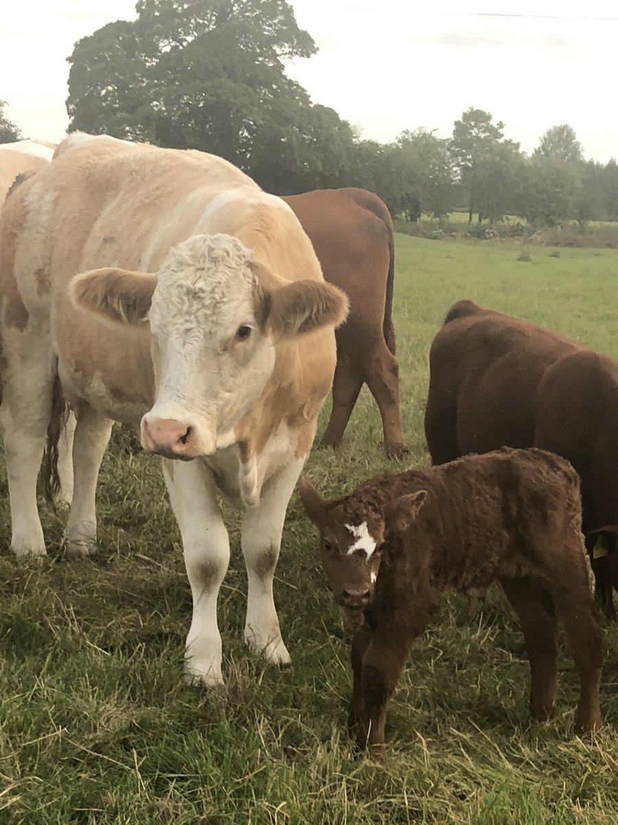 FarmersOfTheUK's tweet image. The majority of the herd are #september #calving so that when the cows are housed calves are with them. For most of the calves this is only time they are housed until they either calve themselves or are sold fat in #BeefBoxes sold direct. #grassfed #lowinput @Ewesful_Acres
