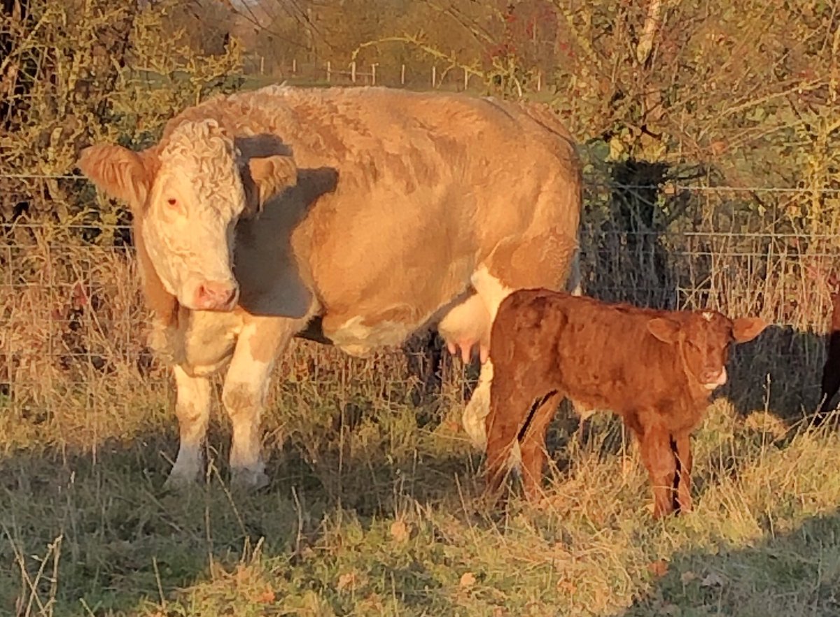 FarmersOfTheUK's tweet image. The majority of the herd are #september #calving so that when the cows are housed calves are with them. For most of the calves this is only time they are housed until they either calve themselves or are sold fat in #BeefBoxes sold direct. #grassfed #lowinput @Ewesful_Acres