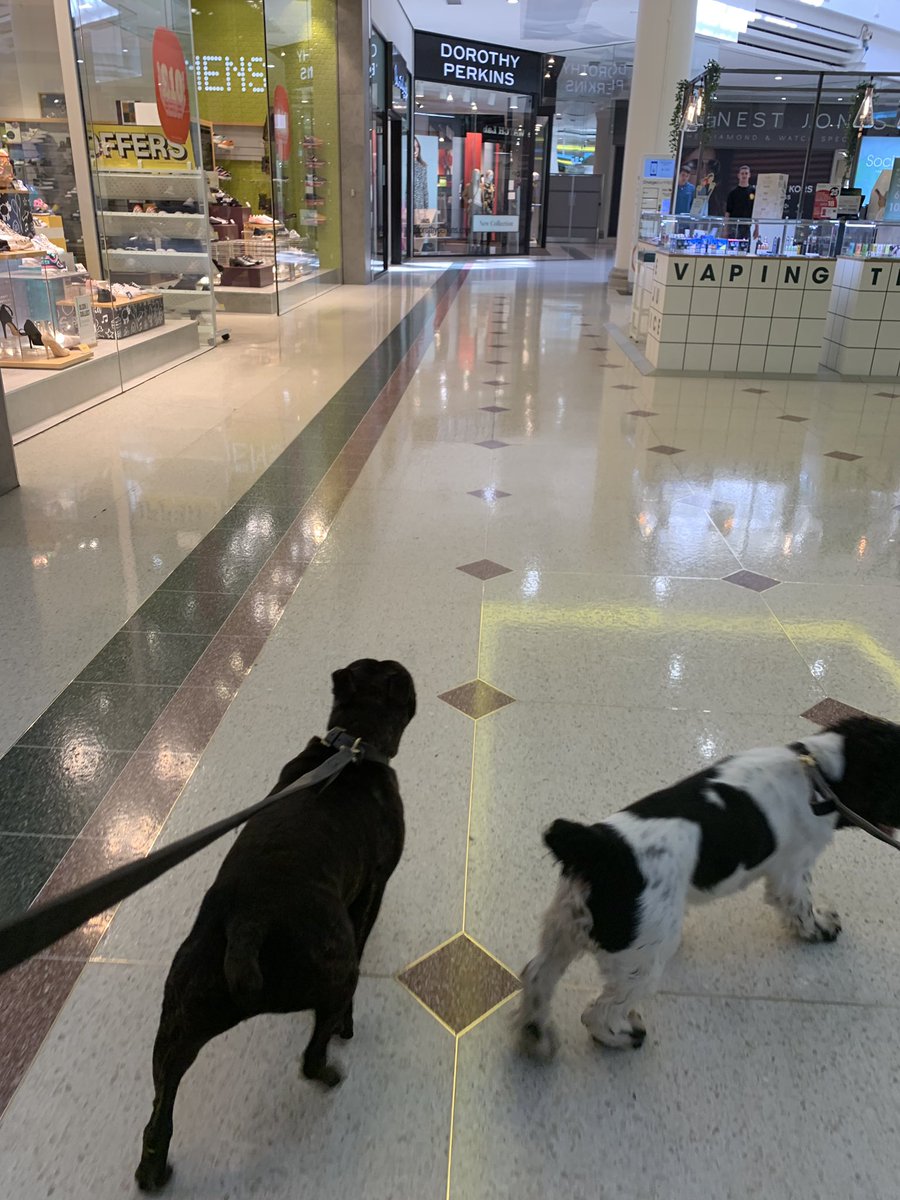 PoliceDogCooper's tweet photo. PD Cooper and PD Barry even had time for a bit of shopping 🛍 
These two are so mischievous 😂🐾🐾 https://t.co/LHMi64Pfci