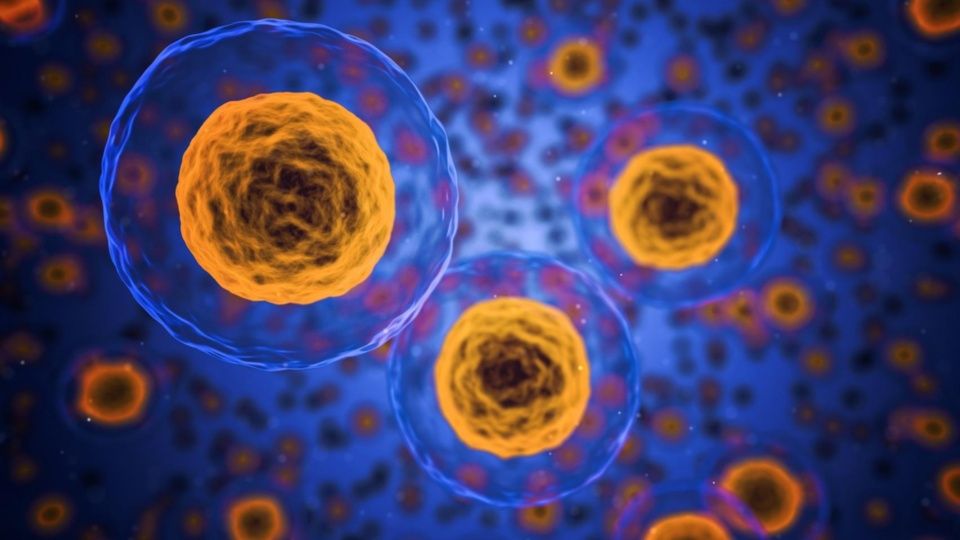 FM105Guaymas's tweet image. Científicos encuentran manera para #reprogramar células madre #FM105
fm105.com.mx/2019/09/13/cie…