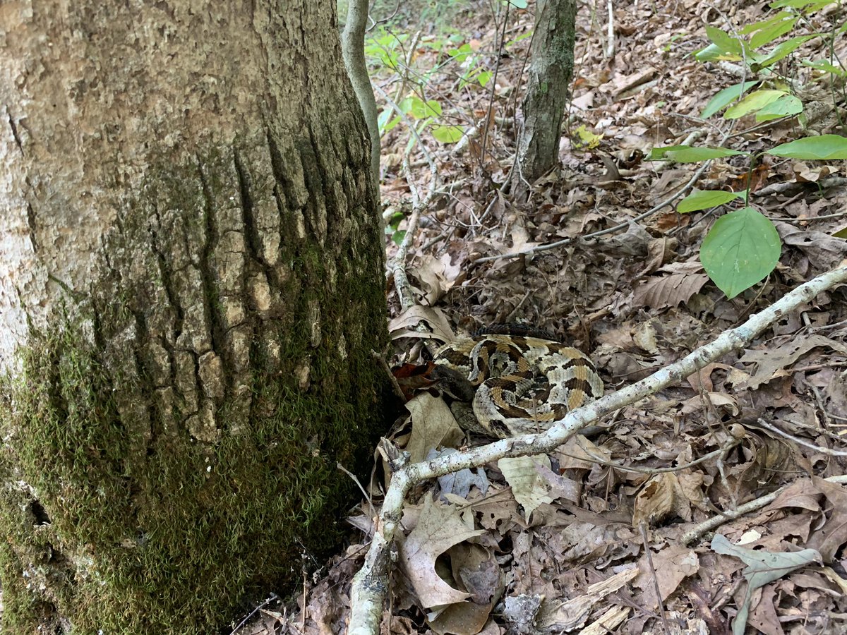 Timber Tweets (@timbertweets) on Twitter photo #Carissa is doing a little hunting before heading to her den. She’s aimed right at this tree, what do you think she’s hungry for? #SciComm <a href="/OSUEnvironment/">School of Environment and Natural Resources (SENR)</a> <a href="/Peterman_Lab/">Peterman Lab</a> #Carissa is doing a little hunting before heading to her den. She’s aimed right at this tree, what do you think she’s hungry for? #SciComm <a href="/OSUEnvironment/">School of Environment and Natural Resources (SENR)</a> <a href="/Peterman_Lab/">Peterman Lab</a>