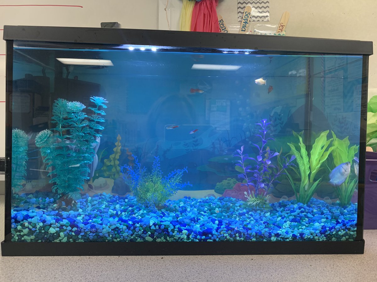 mrsgute3's tweet photo. We have a few new classmates! https://t.co/2TABiSw4FU