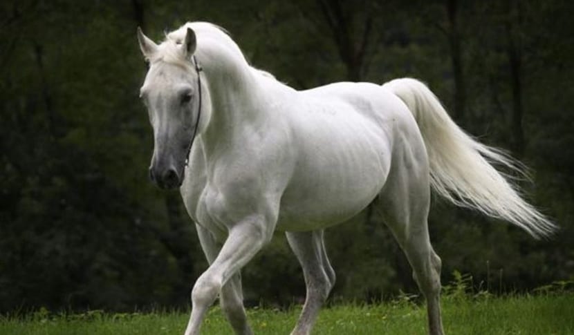 ¿Es el caballo árabe la raza más pura y antigua? - noticaballos.com/3495.html #caballos #animales #mascotas
