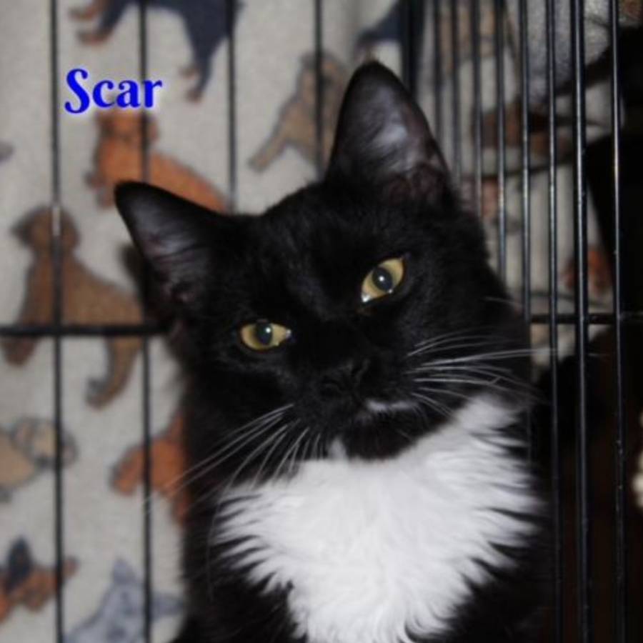 DITRWNY's tweet photo. Name:  Scar
Age:  1 (approximately)
Breed:  Kitty Kat
Personality: Shy
Likes: patient people
Dislikes: chaos
For adoption information:
https://t.co/ESASp5tRKG

#DiamondsInTheRuff #AdoptDontShop #DITR #FureverHomeNeeded https://t.co/eiwbSIxSLO