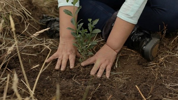 CLAUDIASINCENSU's tweet photo. Las plántulas de Mortiño, Arrayán, Duraznillo, Mano de oso y Corono son las especies de árboles nativos sembrados en la reserva de agua de la... https://t.co/k1sMgzrEZZ
#Armoniaplanetaria #Contreebut #LagunaSeca #Paipa #Siembradeárboles #Act4amazonia #Sanautos #Milárbolesnativos https://t.co/EIRbKD5sxA