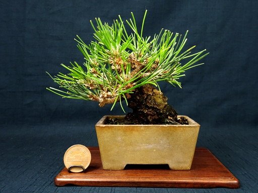 小品盆栽 敷島報松園 黒松のお手入れをしました 手入れ 前の写真は撮るのを忘れました 芽切り後の新芽の葉の長さは二糎乃至三糎 今年は太陽光を浴びずにledで育った黒松です 盆栽 小品盆栽 黒松 Led Led栽培 日本橋 難波 でんでんタウン 大阪