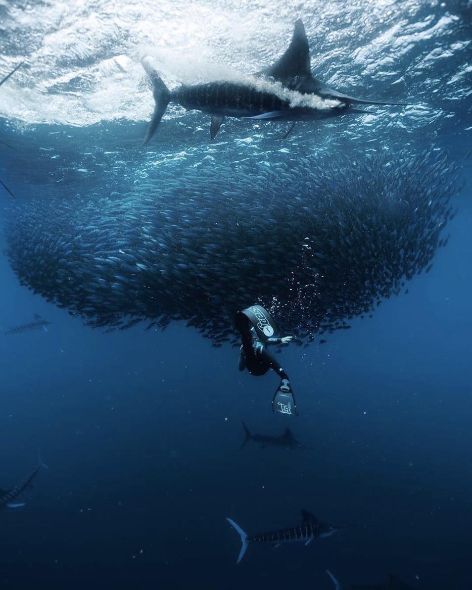 NakaweProject's tweet photo. Join us &amp; help save marlins @nakaweproject @diveninjas 
Photo by #NakaweTeamMember @dserradell_photo with @NakaweProject  &amp; @cressi1946
#NakaweHumans #Bisbee #SayNoToFishTournaments #StopKillingMarlins #MarlinsWorthAlive https://t.co/bEf6VQO6Rk
