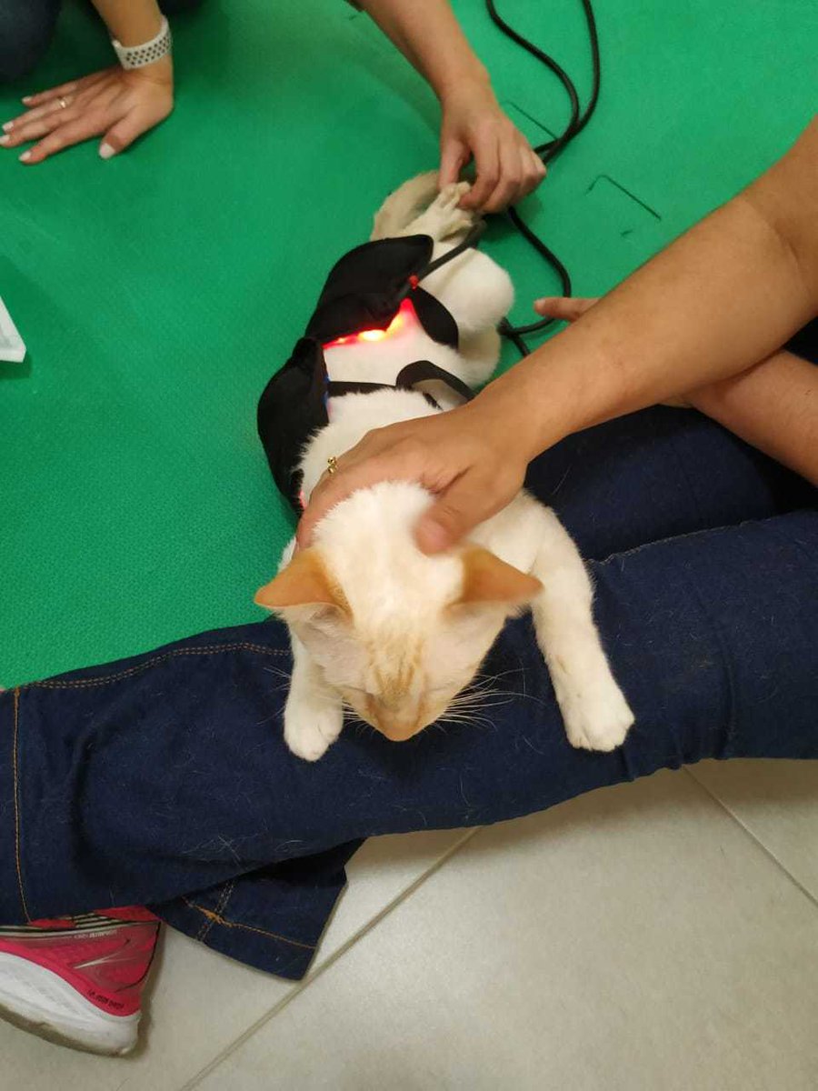 catlandrescue's tweet photo. Sushi, nosso gatinho guerreiro, em sua primeira sessão de Fisio! Participe da causa #ajudeosushi <3
#gosushi https://t.co/i2hCB9aGaL