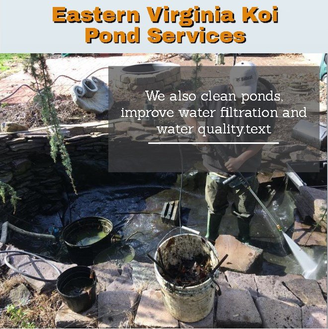 JackRob82187706's tweet photo. Eastern Virginia koi pond services
We build ponds and decorative water features. We also clean ponds, improve water filtration and water quality.
Call us now+1(757)-871-9700
Email:jackrob36@gmail.com
#pond #koipond #pondimprovement #landscapedesign #ponddesigns #waterquality #koi https://t.co/KmZW6f6e94