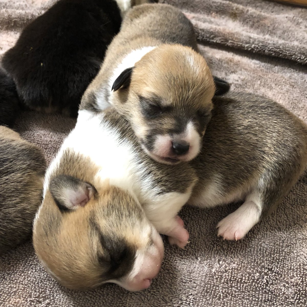 2 weeks old tomorrow, still waiting for those eyes to open! 