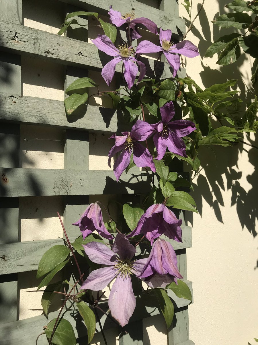 jbecole's tweet photo. I hadn’t noticed these in my garden until today. Such a beautiful colour. #clamatis https://t.co/vwrUAtxA0J