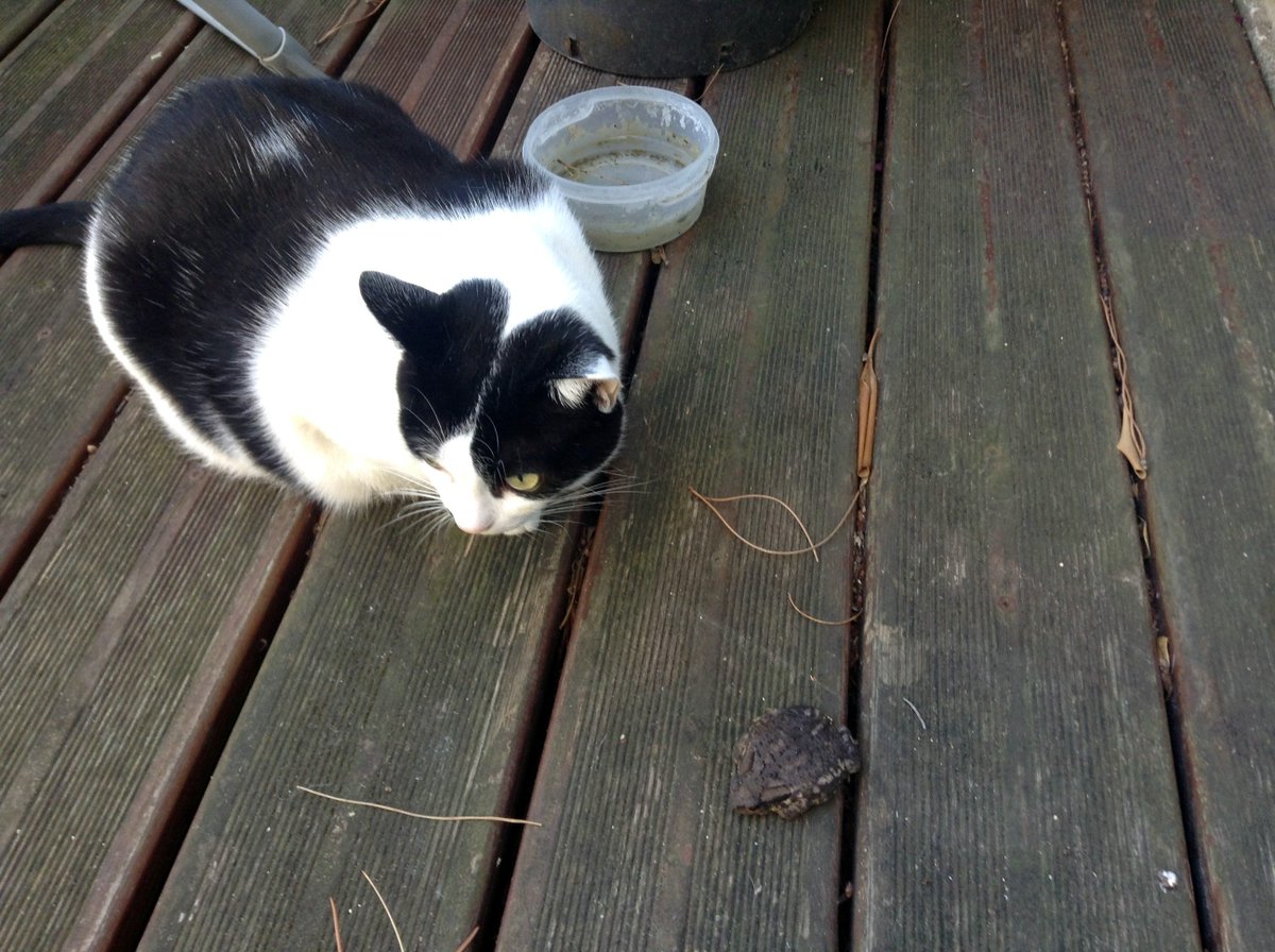 IAmKojak's tweet photo. Found this critter in the back garden... #CotedAzurFrance #frogortoad #grenouilleoucrapaud #slycritter https://t.co/69to8vK2wY