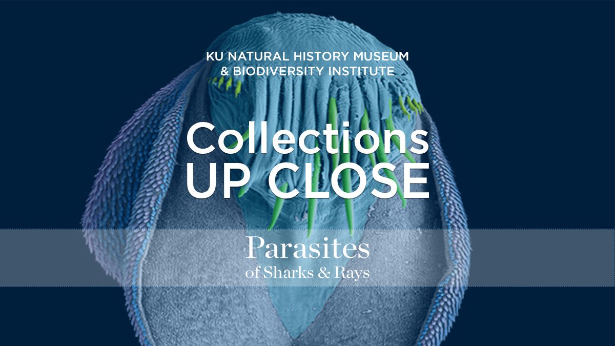 kunhm's tweet photo. ➡️This Sat. at the museum 12-1:30 pm, drop by to take a closer look at parasites of sharks &amp; rays w/@KU_EEB grad student researchers Kaylee Herzog &amp; Isabel Pen! You can also catch this Tues. at the @KUunion, 11:30-1pm on the 4th floor! #lawrenceks https://t.co/n0fCQdYb5F