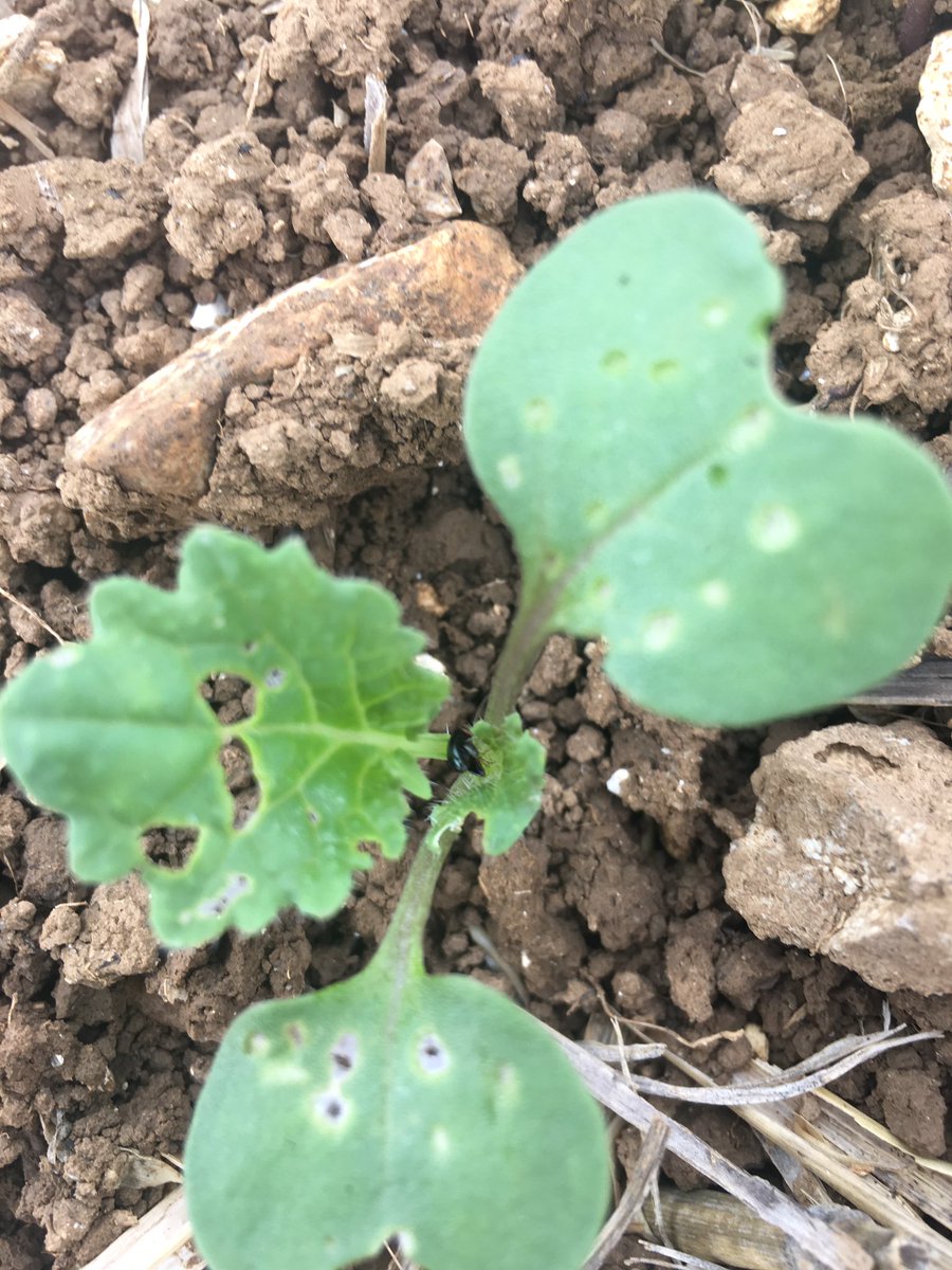 How joyful to see the return of #FleaBeetleFriday 🤦‍♂️ roll on October and some frosty mornings 😈 <a href="/cabbagestemflea/">Flea Beetle</a>
