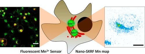 Nanoscopium beamline tweet media