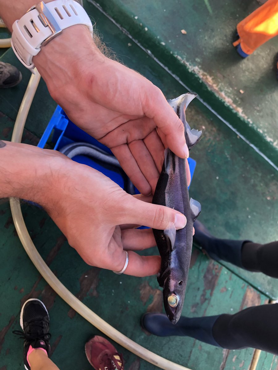 Lots of interesting finds today on #FieldAzores, including a Lantern Shark and a Conger Eel. We used a small amount of hooks, however it really opened our eyes to the scale of the fishing industry and how easy it is to overfish populations #FieldCourseFortnight #ExeterGlobal
