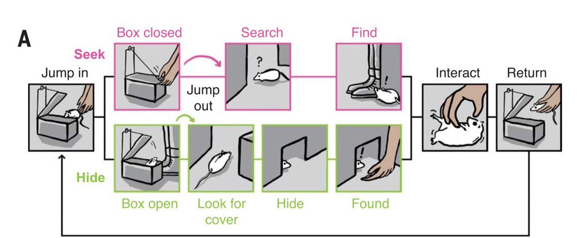 BioTay's tweet photo. (HILO) El mejor paper de la historia de la humanidad: Las ratas aprenden a jugar al escondite con humanos ¡y bastante bien! "Correlatos de comportamiento y neuronales de ratas jugando al escondite con humanos" tan simple y tanta información... (paper)  https://t.co/0FS7i1UqeS 1/5 https://t.co/0XqpJQFm9i