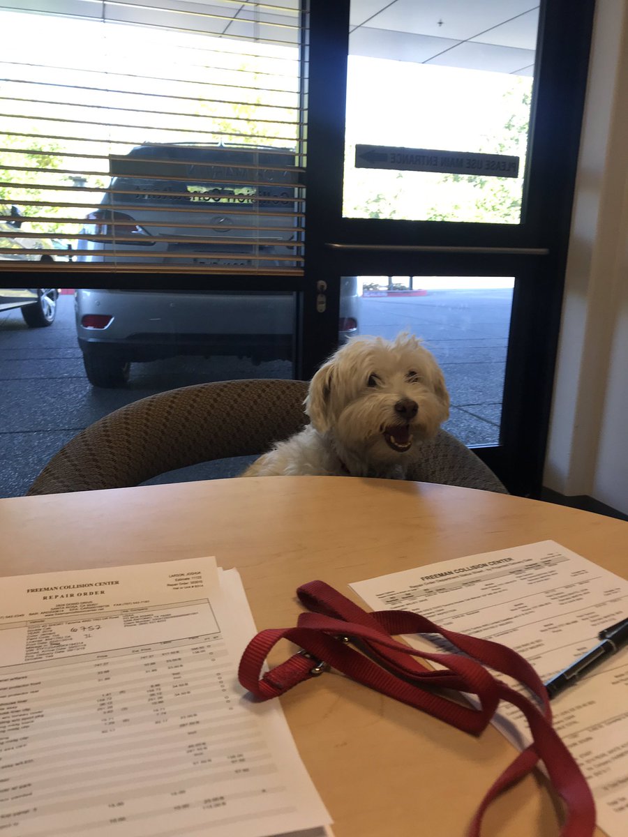 Loatheofbread's tweet photo. Workin like a dog #pupsatwork #collision https://t.co/XBrVFS951O