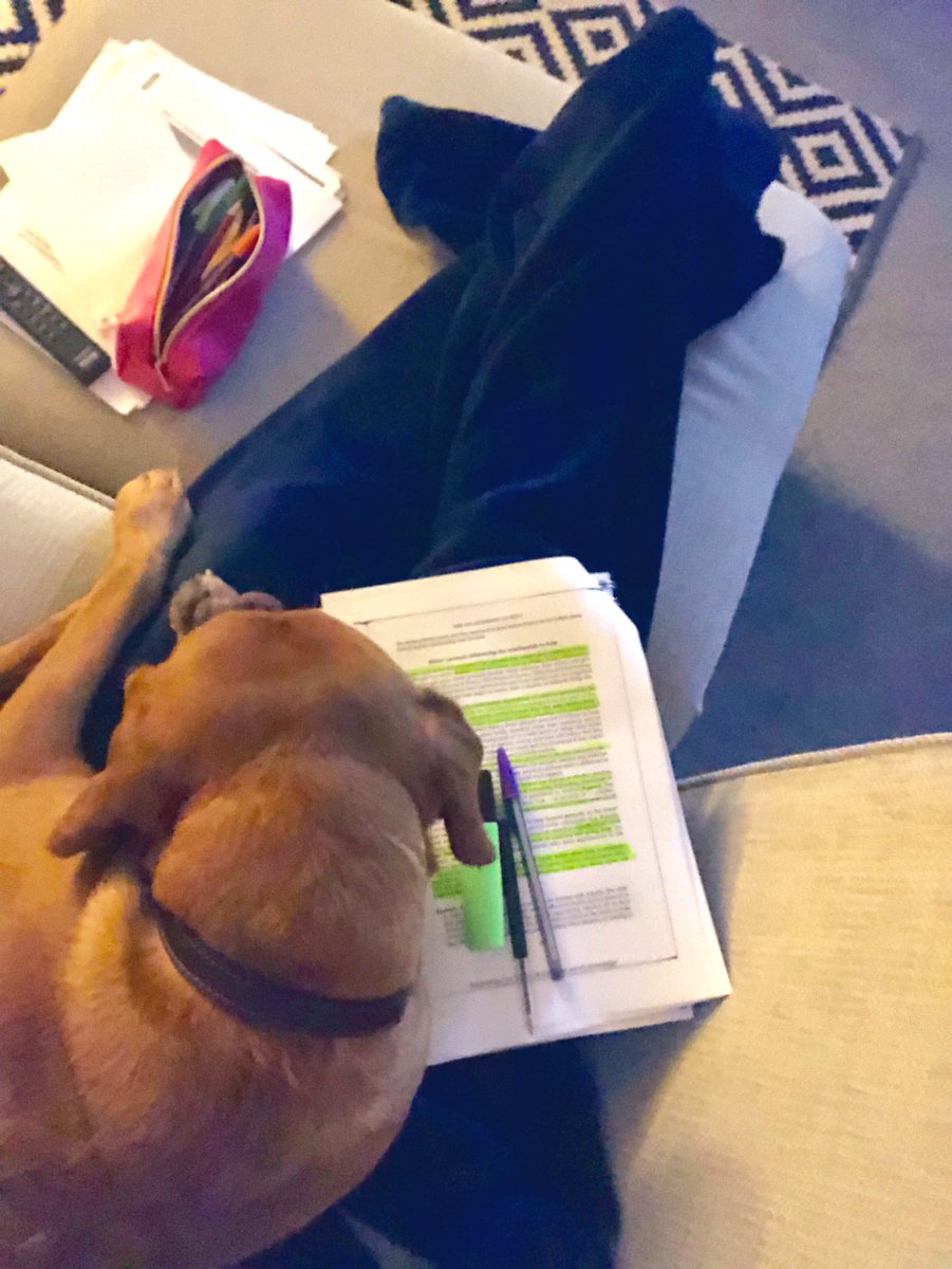 FayeMcdonell's tweet photo. Trying to study and this little pain won’t let me. #systemictraining #studentagain #poweredoncoffeeandgin https://t.co/ds2MA1333k